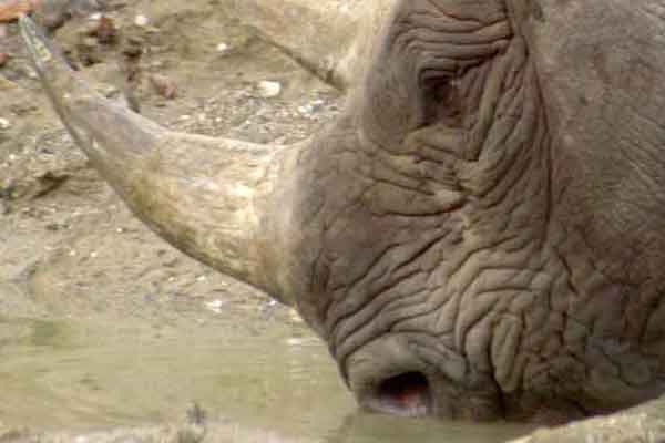 Name des Baby-Nashorn im Zoo Leipzig bekannt gegeben